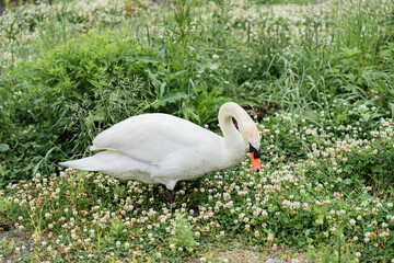 White swans foraging for food in a natural grassy field. © Chalearmrat