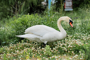 White swans foraging for food in a natural grassy field. © Chalearmrat