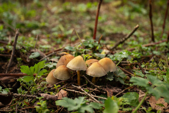 cluster of tan and yellow mushrooms grows among fallen leaves, twigs and green plants on a woodland floor, showing wild fungi and their natural autumn habitat in close detail