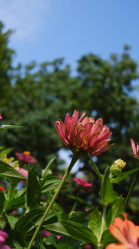 Zinnia for a greeting card. One of the close‑up shots shows a pink zinnia and green grass in the background in a bokeh style. Summer concept.