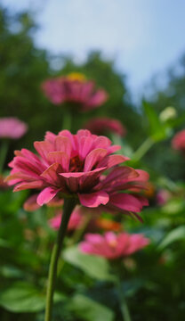 Zinnia for a greeting card. One of the close‑up shots shows a pink zinnia and green grass in the background in a bokeh style. Summer concept.