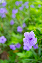 Purple Ruellia simplex flower blooming among fresh green foliage with blurred background © Freer