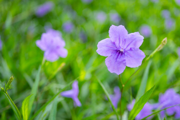 Purple Ruellia simplex flower blooming among fresh green foliage with blurred background © Freer