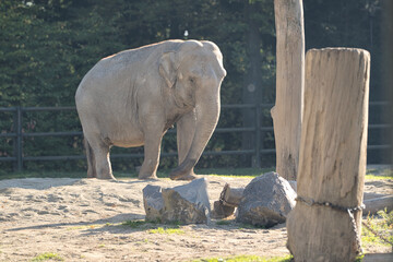słoń  w zoo w Krakowie © pinus25