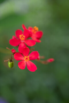 Bright red jatropha flowers with yellow stamens, unopened buds and green fruit