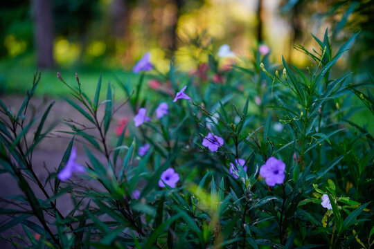 Purple Wildflowers Blooming in a Lush Tropical Garden