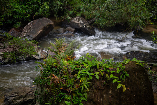 Rocky Forest Stream Flowing Past Ferns and Green Foliage