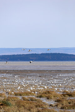 Migration des oies des neiges &agrave; la r&eacute;serve nationale de faune du cap Tourmente au Qu&eacute;bec en automne	
