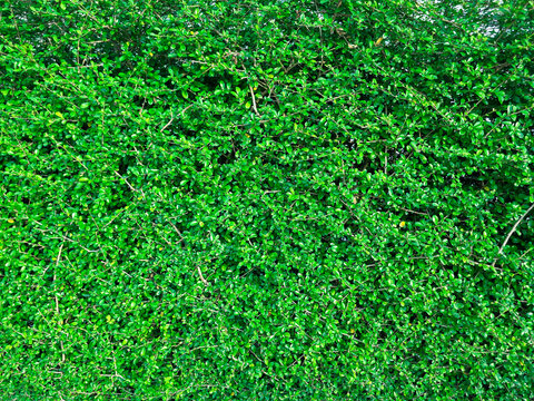 Green plants wall stock photo. Background, copy space, landscape.