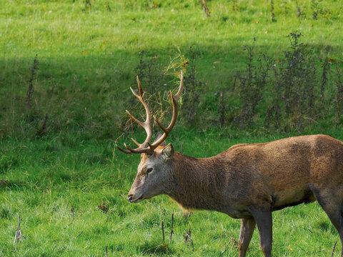 Wild male deer in side profile, antlers draped in grass, against a vibrant green field,Studley Royal,Ripon.