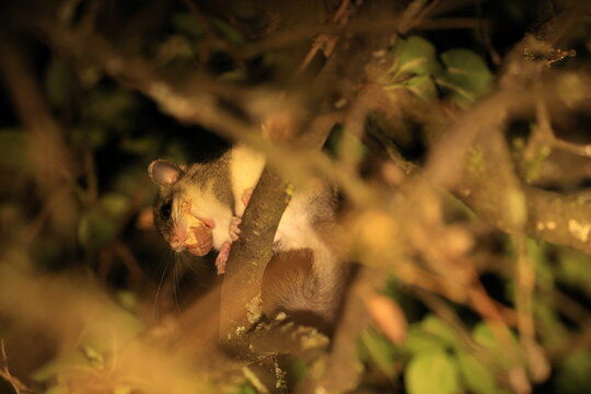 dormouse at night in the forest Baden-Wuerttemberg Germany