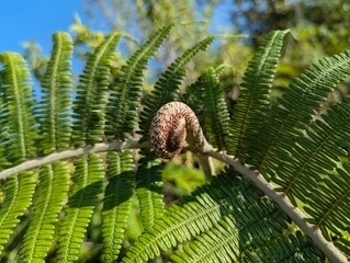 Uncurling Fern Fiddlehead Koru Growing among Lush Green Leaves under Blue Sky Close Up Nature Photography © Am