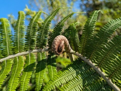 Uncurling Fern Fiddlehead Koru Growing among Lush Green Leaves under Blue Sky Close Up Nature Photography
