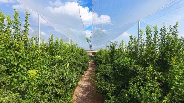 Lush green citrus trees growing in rows beneath white anti-hail netting, with a dirt path between them leading through the orchard under a blue sky with clouds