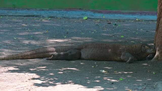 potrait of a komodo dragon