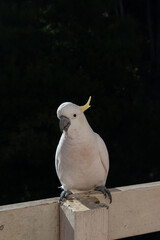 Curious sulphur-crested cockatoo facing the camera on a fence post © Camilo