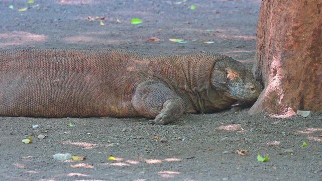 close up of a komodo dragon
