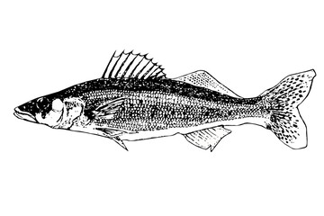 Black and White Vector Illustration of Walleye Freshwater Fish with Spiny Dorsal Fin Isolated on transparent background © youngchuel