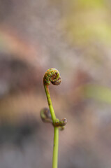 macro close up of a green fern fiddlehead frond in nature © chris