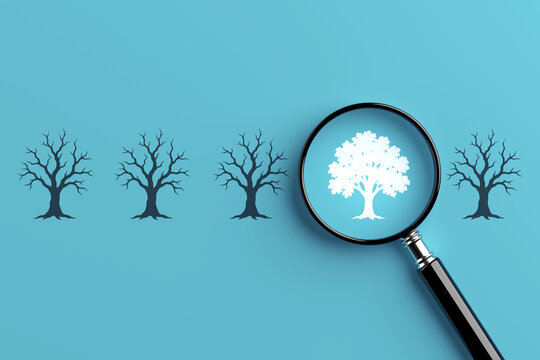 Growth And Renewal Concept. Magnifying Glass Highlights A Flourishing White Tree Among Bare Trees On Cyan Background. 3d Rendering