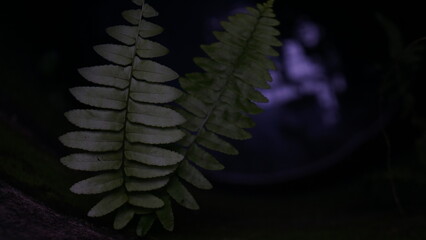 close-up photo of Beautiful dark green fern leaves lit in a well © Amir