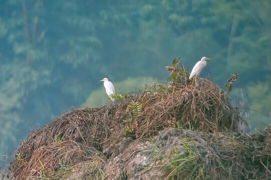 Two cattle egret (Bubulcus ibis) birds perched on top of a large dry compost pile with green forest background