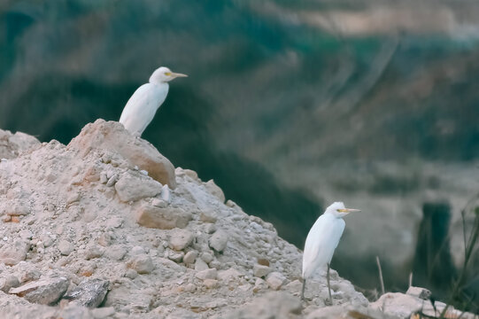 Two cattle egret (Bubulcus ibis) birds perched on top of a large dry compost pile with green forest background