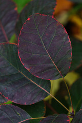 Close-up of deep purple foliage leaves © Anastasiia