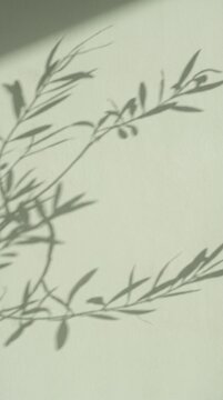 Minimalist shadow of olive tree branches on sage green plaster wall in 9:16 aspect ratio. Soft natural leaf shadow overlay background for organic cosmetic branding, web banner, and packaging mockup.