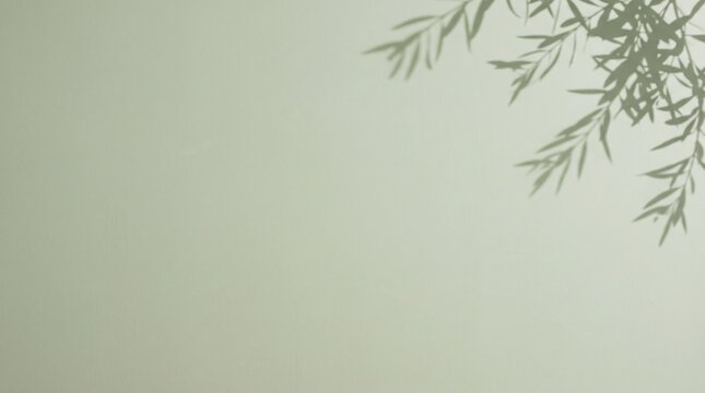 Minimalist shadow of olive tree branches on sage green plaster wall in 16:9 aspect ratio. Soft natural leaf shadow overlay background for organic cosmetic branding, web banner, and packaging mockup.
