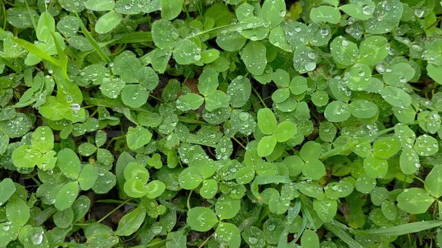 Clover leaves, water droplets, wet foliage, green groundcover, nature background. Close up footage of dense fresh clover vegetation with tiny raindrops creating a lush botanical texture.