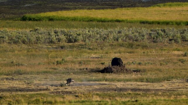 Two Wolves Tussle in Hayden Valley in Yellowstone