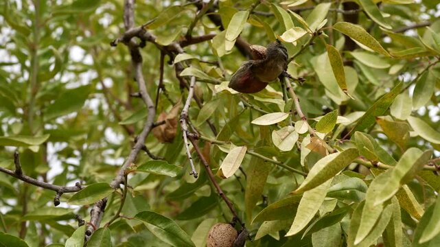 An almond tree branch in autumn, featuring ripening nuts and dry leaves. A close-up of an almond branch: a ripening nut is breaking through its green outer husk, surrounded by withering autumn leaves.