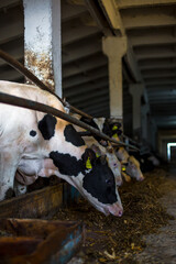 Black and white dairy cows feeding in a traditional barn setting with wooden beams and concrete flooring, showcasing local farming practices and livestock care © Krystsina