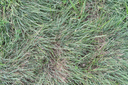 tall tufts of thick green blades of native grass plants, the herbaceous foliage and stems blanket the rough of a golf course like carpet blowing in the wind