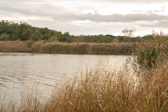 a calm and peaceful cove of a small branch of a river tributary or stream, with dried tall brown reed and cattails lining the shore
