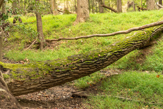 a downed tree trunk covered in moss and fungus and bryophytes lays across a dry stream bed
