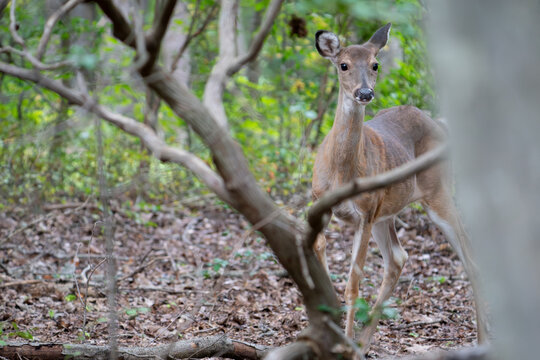 A young white tailed deer peeks around the corner prior to getting hunter for sustenance by Appalachian wilderness outdoorsmen who clean and butcher it on the spot