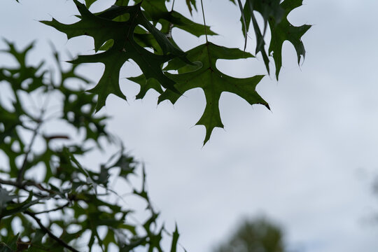 Looking up at the leaves in an oak tree canopy, they are still green and backlit against the sky while hanging from the canopy of this deciduous tree at the edge of a forest