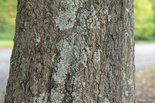 Visible colony of lichen, a symbiotic relationship between a fungus and an algae that grows in good air quality conditions, in this case on a tree trunk bark surface