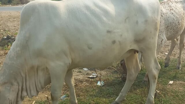 A beautiful white zebu cow with a prominent dewlap peacefully grazes on grass near a dirt path and road. Watch as it slowly walks, showing its strong build and calm demeanor in a rural outdoor setting