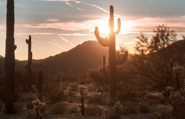 Cactuses in Arizona © Galyna Andrushko