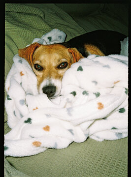 Dog snuggling comfortably under a soft blanket
