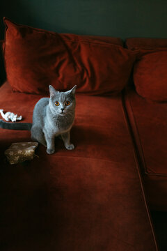 Curious Gray Cat Exploring a Cozy Red Couch at Home