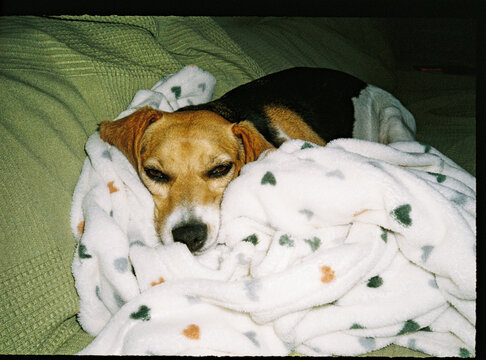Beagle dog resting under cozy blanket feeling sleepy