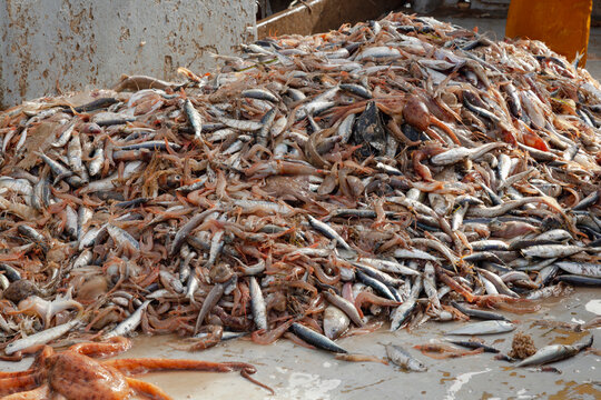 Mixed trawl catch of fish and shellfish on deck