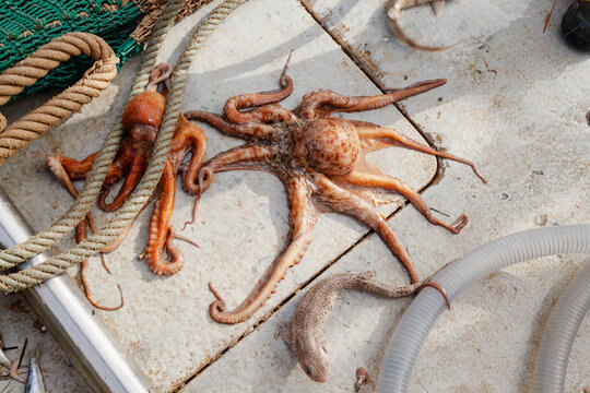 Fresh octopus and mixed catch on fishing boat deck