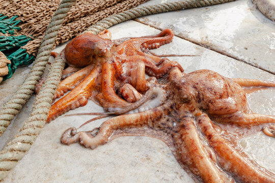 Freshly caught octopuses on commercial fishing boat deck