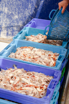 Anonymous fisherman transferring fresh squid into seafood