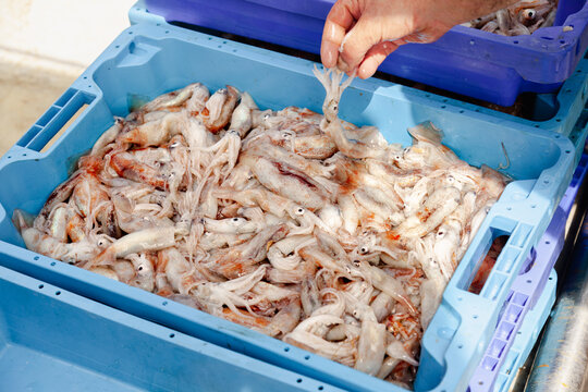 Anonymous worker inspecting fresh squid in seafood crate